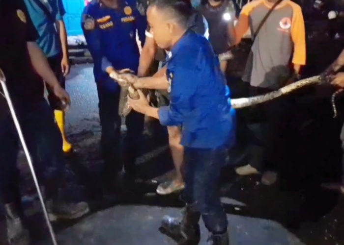 Warga Digegerkan Kehadiran Ular Sepanjang 3 Meter di Parit, Butuh Waktu 4 Jam Untuk Evakuasi