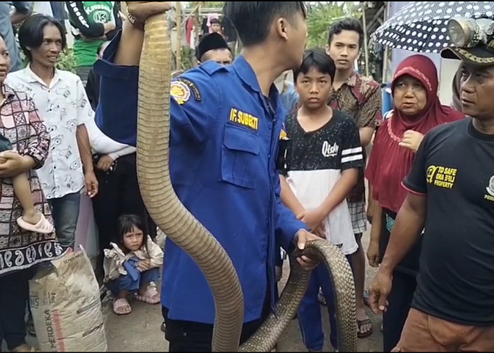 Dua Pemuda Di Kota Banjar Disembur King Kobra, Korban Langsung Dirawat di RSUD