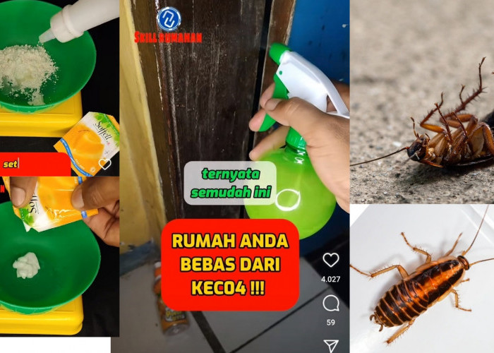 Ide Kreatif Usir Kecoak Dengan Lotion Anti Nyamuk, Cukup Tambah 2 Bahan Ini Kecoak di Rumah Musnah