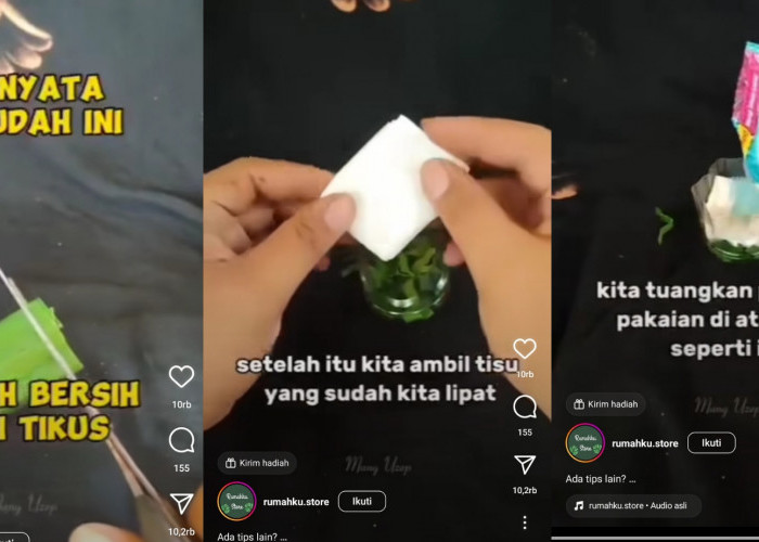 Tips Membuat Rumah Bersih Dari Tikus, Ternyata Cukup Pakai Daun Pandan Begini Caranya