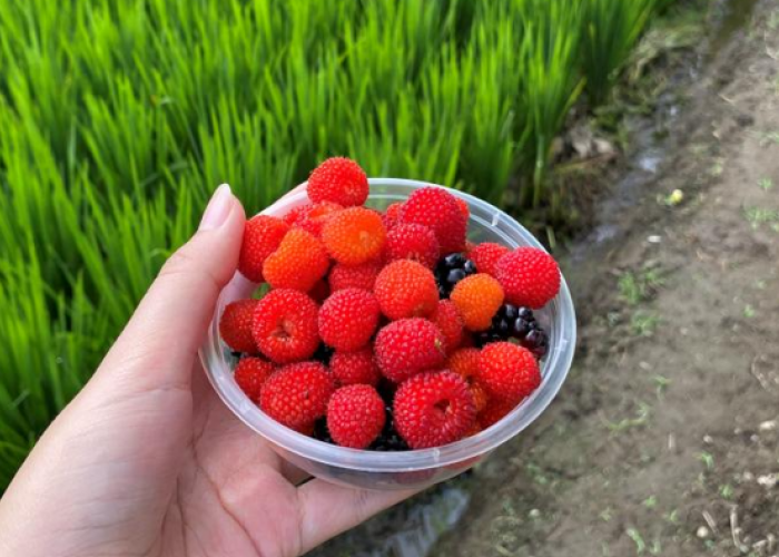Tak Perlu Jauh ke Luar Negeri, Tasikmalaya punya Kebun Berry untuk Dipetik Sendiri.