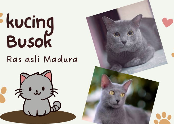 Diakui Dunia! Inilah 3 Fakta Seputar Kucing Busok, Ras Asli Dari Madura yang Dihargai Jutaan Rupiah