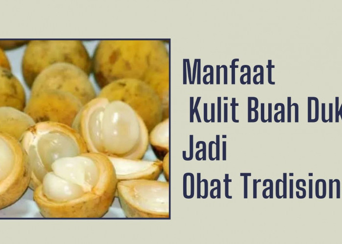 Mulai Sekarang Jangan Buang Biji Buah Duku, Ternyata Punya Manfaat Jadi Obat Tradisional