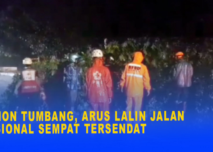 Pohon Tumbang, Arus Lalin Jalan Nasional Sempat Tersendat, Petugas Gabungan Langsung Lakukan Evakuasi