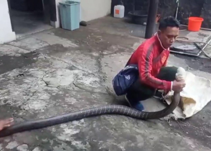 King Kobra Raksasa Masuk Sekolah, Siswa dan Guru Sempat Panik dan Bersembunyi di Kolong Kantin