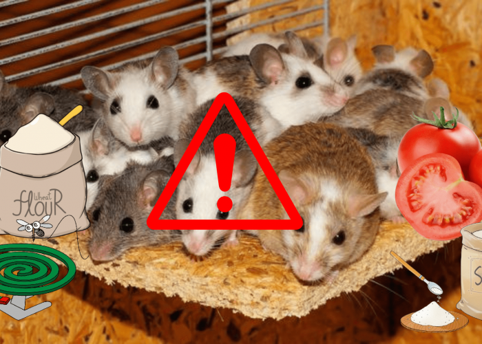 Ide Kreatif Meracik Racun Tikus Dari 3 Bahan Ini, Mau Tikus Besar atau Kecil Musnah Dalam Semalam
