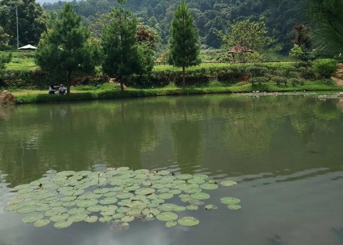 Cisoka Eco Green Park, Wisata Alam Perkebunan Teh yang Sejuk di Selatan Sumedang