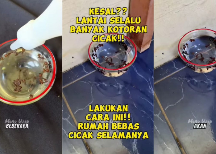 Kesal Lantai Selalu Banyak Kotoran Cicak? Lakukan Cara Ini Agar Kotoran Cicak Musnah Selamanya