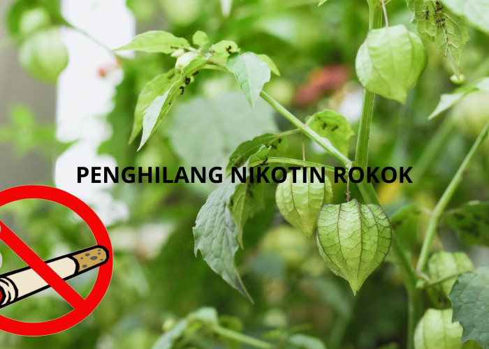 Kabar Baik Untuk Perokok, Rebusan Pohon Ciplukan  Ampuh Hempaskan Nikotin Rokok Dari Tubuh