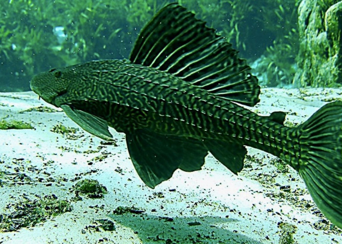 Kenapa Harus Dibasmi? Mengupas Alasan Ikan Sapu-Sapu Jadi Ancaman Serius bagi Sungai Kita