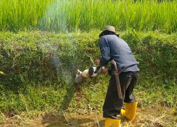 6 Musim Gagal Panen, Petani Tasikmalaya Gotong Royong Basmi Hama Tikus Gunakan Alat Emposan Tradisional
