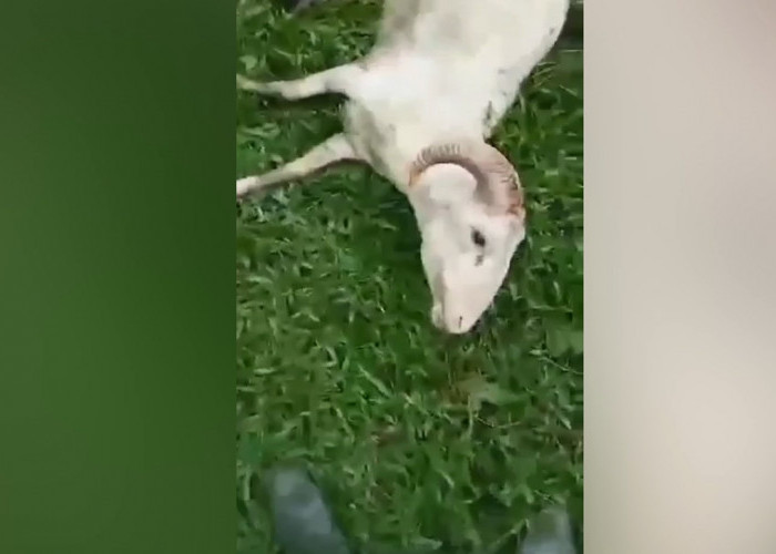 Sejumlah Ternak Warga Pancatengah Kabupaten Tasikmalaya Mati Misterius, Dimangsa Anjing Liar?