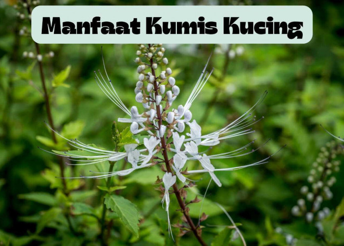 Segudang Manfaat Kumis Kucing, Dari Mencegah Ginjal Hingga Penurun Gula Darah