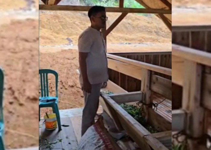 Pemuda Tasik Sulap Lahan Tandus Jadi Kebun Biomassa, Inovasi Tanaman Indigofera Jadi Proyek Percontohan