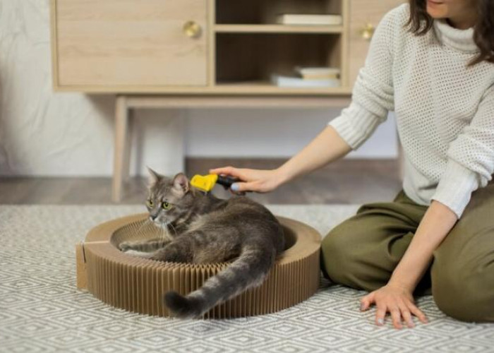 Jangan Kaget, Ini Rincian Biaya Perawatan Kucing yang Harus Kamu Persiapkan