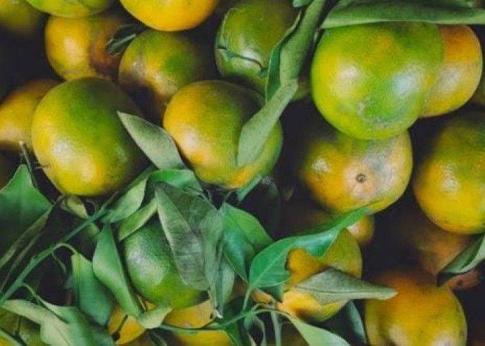 Menelusuri Jejak Manis Jeruk Keprok Garut, Sang Legenda dari Kota Intan