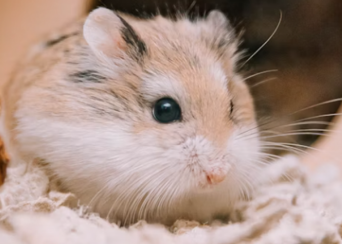 Panduan Untuk Pemula! Cara Mengurus Hamster Supaya Panjang Umur
