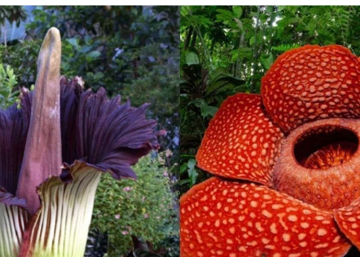 Keajaiban Flora: Mengenal Tanaman Endemik Indonesia yang Tidak Ditemukan di Belahan Bumi Manapun