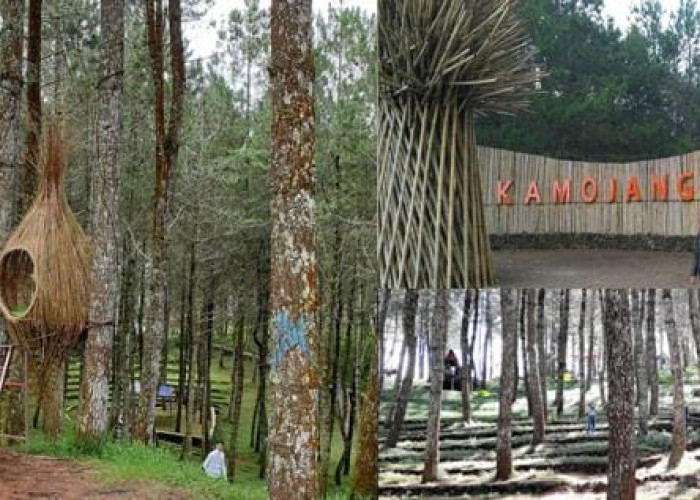 Wajah Baru Kamojang 2026: Fasilitas, Rute, dan Harga Tiket Terbaru