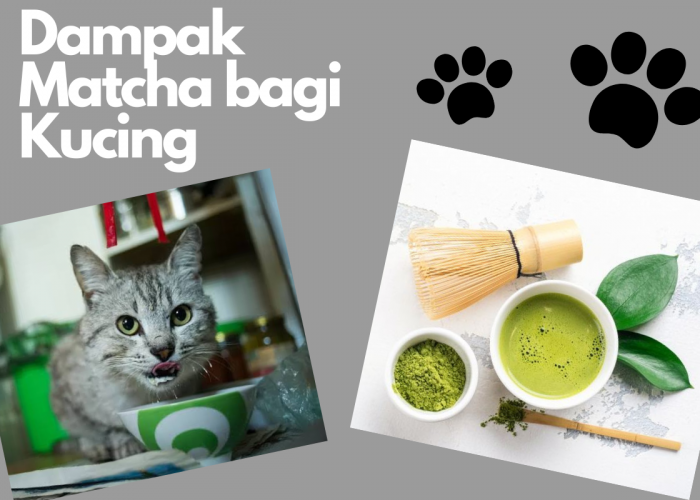 Apakah Kucing Boleh Minum Matcha? Ini Penjelasan Lengkapnya!