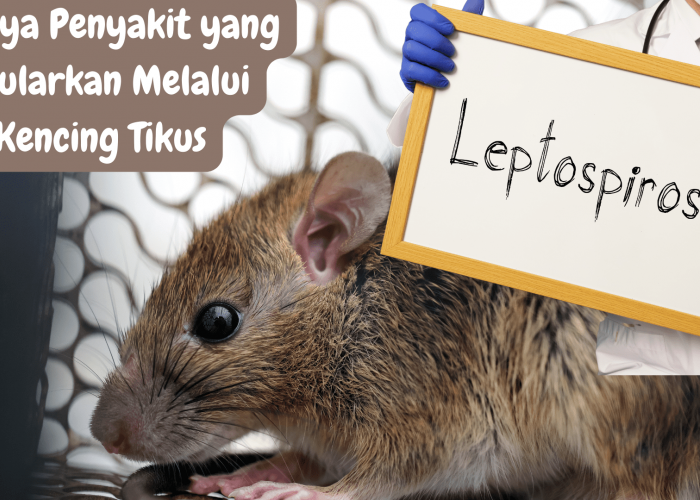 Awas Bahaya Lestospirosis, Penyakit yang Ditularkan Melalui Kencing Tikus, Begini Tanda-tandanya