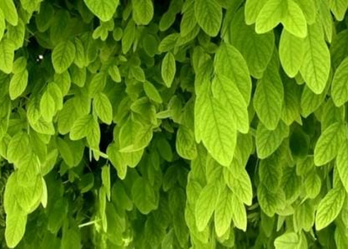 Daftar 7 Masalah Kesehatan yang Bisa Diredakan dengan Daun Kelor