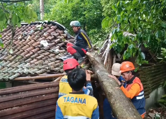 Hujan Angin Terjang Sukaraja, Belasan Rumah Rusak, Pohon Tumbang Tutup Jalan, Petugas Lakukan Evakuasi