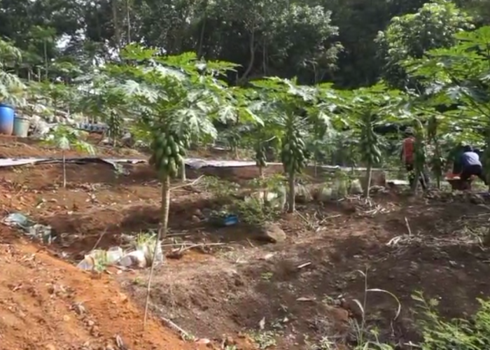 Lahan Gambut Sukses Disulap Jadi Kebun Pepaya Produktif, Dalam Sepekan Bisa Panen hingga Beberapa Kali