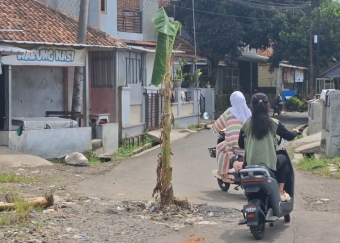 Warga Sambongpari Tanam Pohon Pisang di Tengah Jalan, Khawatir Karena Jalan Rusak dan Tergerus Aliran Sungai