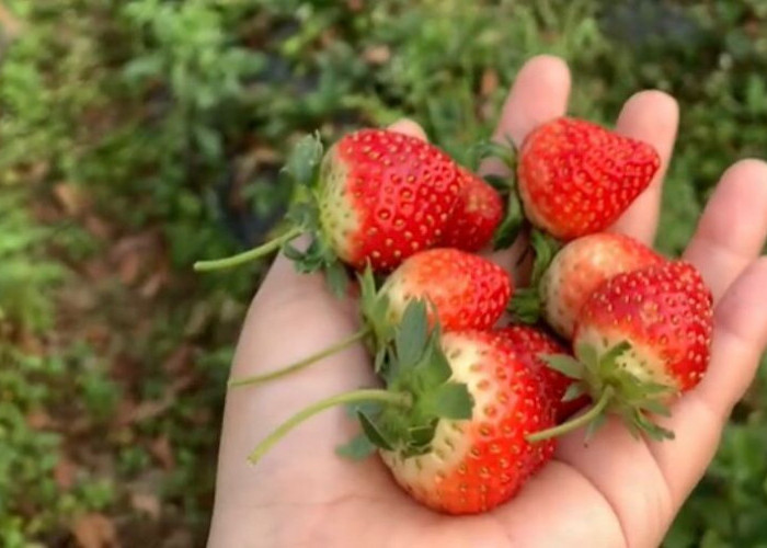 Cafe di Tasikmalaya Ini Punya View Seperti Lembang, Bisa Petik Strawberry Juga Lho