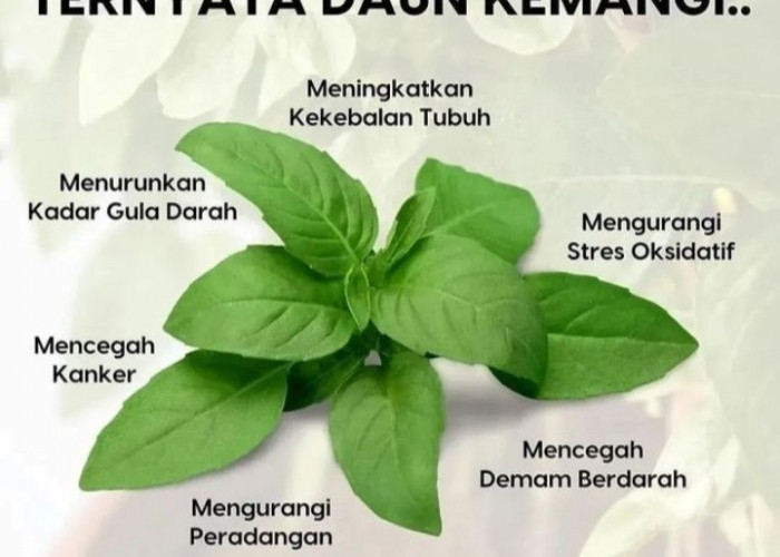 10 Manfaat Daun Kemangi Untuk Kesehatan, Salah Satunya Ampuh Turunkan Stres