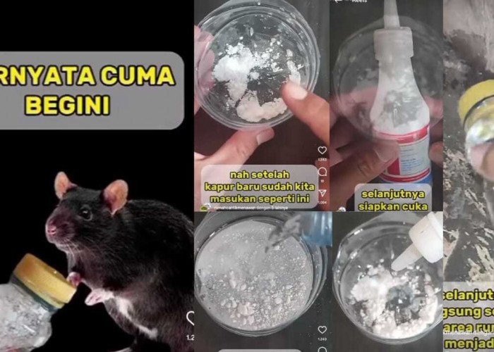Usir Tikus dengan Bubuk Kapur Barus dan Campuran Bahan Dapur, Ternyata Aromanya Bikin Tikus Kabur