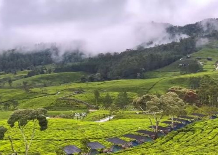 Bukan di Swiss, Ini Kiara Manuk: Tempat Camping Tengah Kebun Teh yang Bikin Gak Mau Pulang!