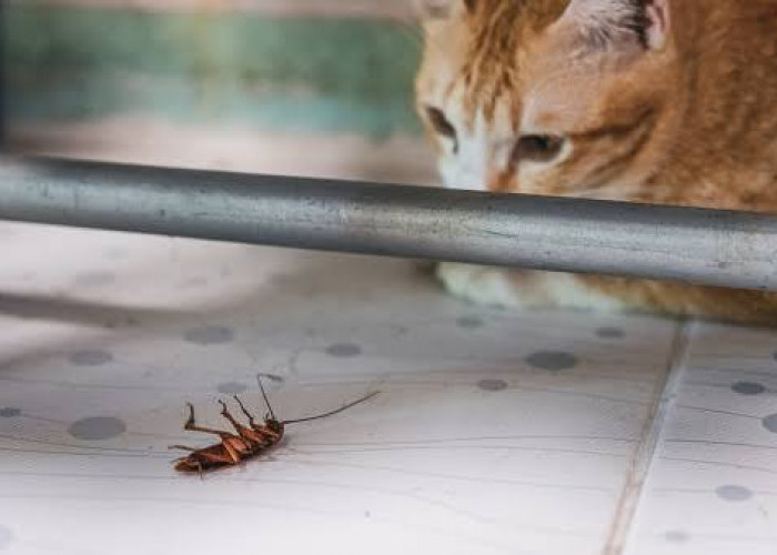 Pemilik tidak Boleh Abai! Inilah Risiko Kucing Makan Kecoa dan Cara Mencegahnya