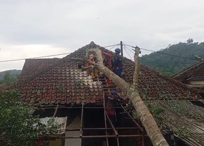 Cuaca Ekstrem Belasan Rumah di Tasikmalaya Rusak, Sebelas Titik Terdampak Pohon Tumbang