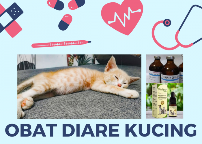 6 Rekomendasi Produk Obat Diare Kucing yang Dijamin Manjur