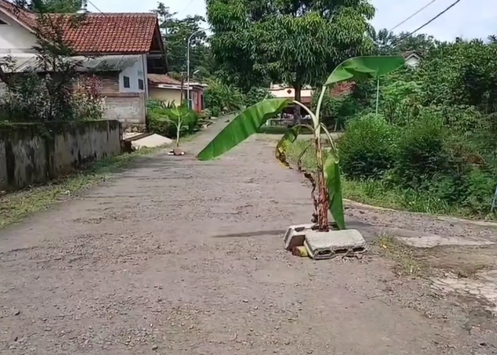 Protes Jalan Rusak, Warga Neglasari Bertani di Jalan: Kesal 9 Tahun Jalan Alternatif Tak Kunjung Diperbaiki