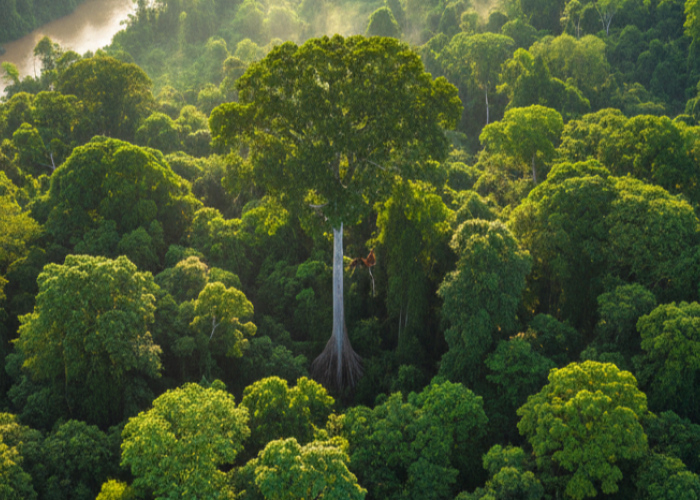 Ibu Kota Oksigen Dunia: Alasan Mengapa Paru-Paru Planet Bumi Bergantung pada Hutan Indonesia