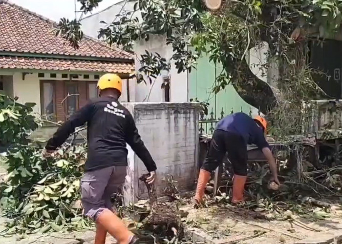 Lapuk Dimakan Usia, BPBD Kota Banjar Evakuasi Pohon Tumbang