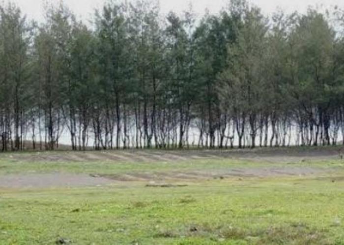 Update Harga Tiket Masuk Pantai Cemara Pangkalan 2026: Liburan Hemat di Tasikmalaya Selatan