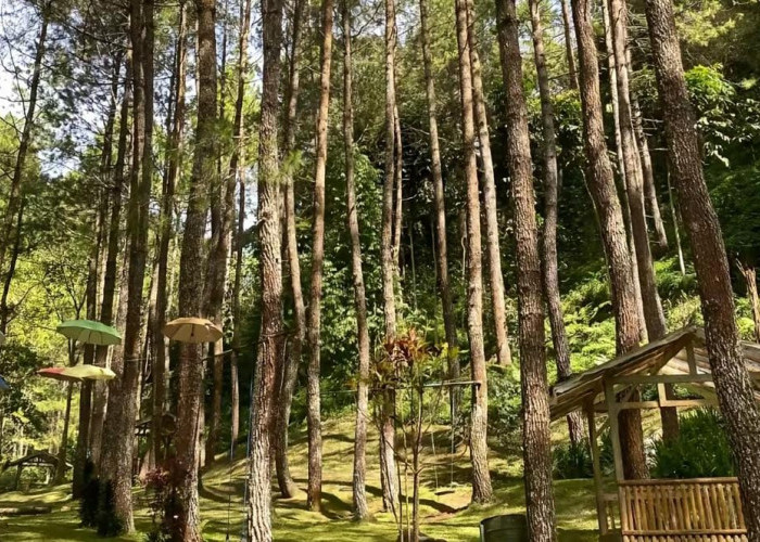 Update 2026: Surga Tersembunyi di Sumedang, Pesona Alam dan Kedamaian Camping di Wisata Alam Cipacet