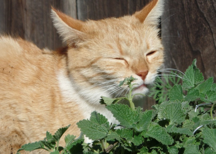 Yuk, Ketahui Efek Catnip Bagi Kucing yang Ternyata Ada Manfaatnya Juga Bagi Manusia