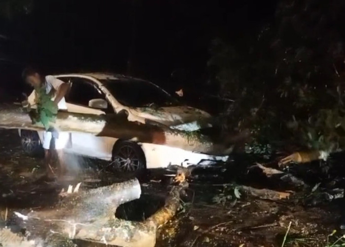 Pohon Tumbang Timpa Minibus Hingga Ringsek, Proses Evakuasi Pohon Sebabkan Kemacetan Panjang