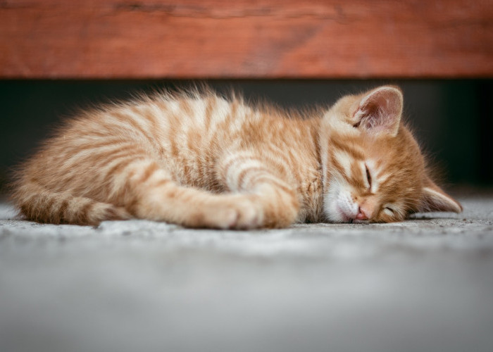 7 Tempat Favorit Kucing di Rumah untuk Tidur dan Bersembunyi, Pemilik Wajib Tahu!