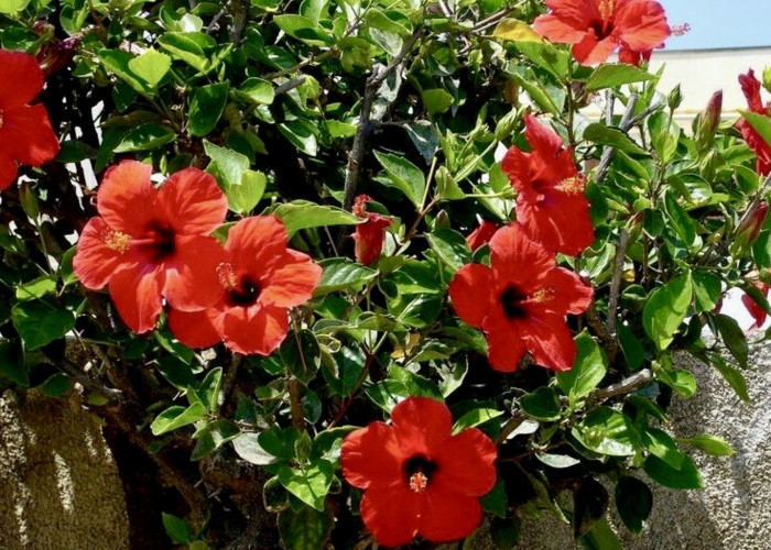 Dari Tekanan Darah Sampai Diet, Ini Manfaat Teh Hibiscus yang Jarang Dibahas