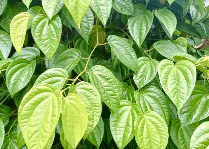 Daun Sirih Ternyata Nggak Cuma Buat Kebersihan Area Wanita, Ini 10 Khasiatnya!