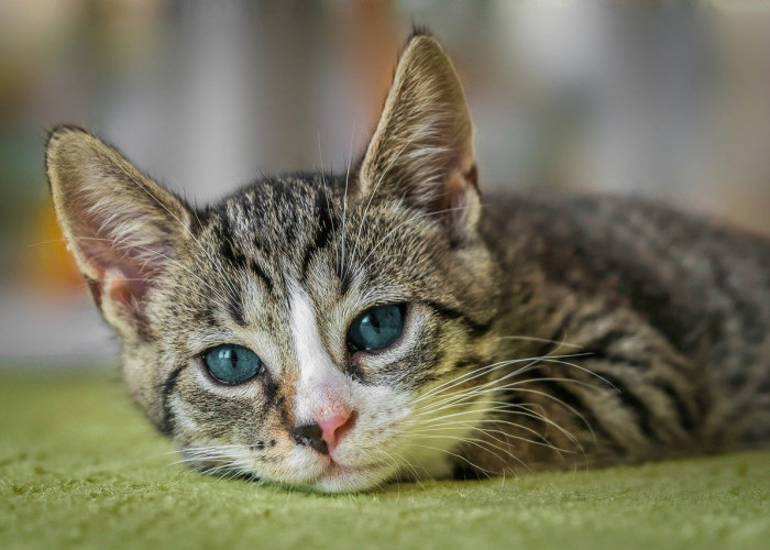 Memotong Kuku Kucing Sembarangan Bisa Berakibat Fatal, Yuk Simak Penjelasannya