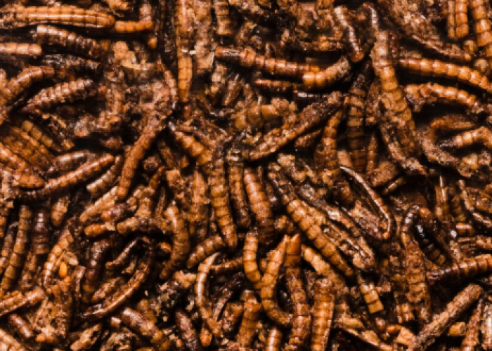 Budidaya Maggot: Solusi untuk Limbah Organik Rumah Tangga
