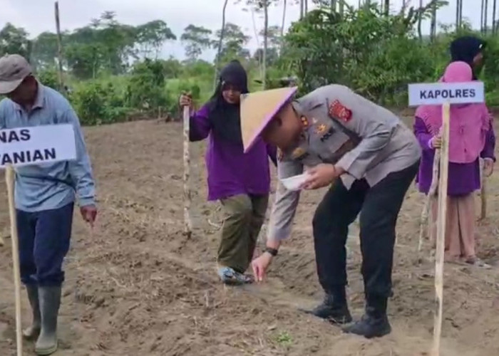 Polres Tasikmalaya Tanam Jagung Dukung Swasembada Pangan 2025, Dilakukan Serentak di Seluruh Indonesia