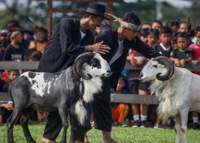Ke unikan Domba Garut : Si Tangguh dari Tanah Pasundan